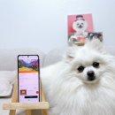 스테이 꿈의대화 | 봉화 애견동반 펜션 독채 감성 숙소는 안동 근교 스테이 꿈의대화