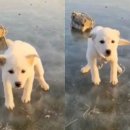 도로시지켜줄개 이미지