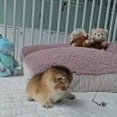 나는 고양이에 빠지다 | 동탄고양이 샵 찾으신다면 나는 고양이에 빠지다 방문해보세요 ㅎㅎ