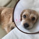 가양쿨펫동물병원 이미지