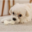 건강하게동물병원 이미지