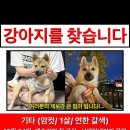 대전) 강아지를 찾아요~!! 중구 대흥동 예술가의 집~서대전 네거리 공원 이미지