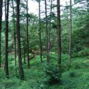 용인자연휴양림 이미지