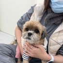 김지순애견미용학원 이미지
