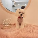 댕댕이를 부탁해 이미지