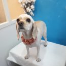 애견샵 컬리독 이미지