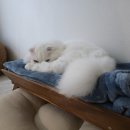 서울동물심장병원 | 서울동물심장병원 다섯번째 방문 후기! 집사의 노력이 좀 더 필요하다.