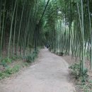 섬진강대나무숲길 이미지