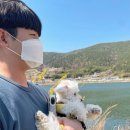 개나리(아)경로당 | 여수 가볼만한 곳 > 벚꽃의 명소 승월마을/명동 게장/오동동 김밥 후기