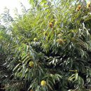 늘밤농원 이미지