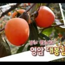 감이오네