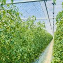 오포리농장 이미지