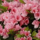 기리시마 이미지