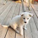 비봉진돗개 이미지