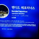 벤도라