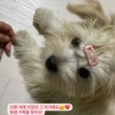 쌍암동산 | 2000원으로 스피또 1등 도전하는 복권일기,내가 연금복권 보너스당첨?