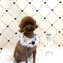 코코멍냥 이미지