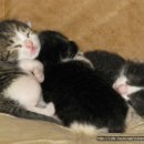 쪽빛나라 이미지