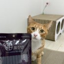 반려동물보감연구소 | 고양이 츄르 간식 추천, 반려동물보감연구소 묘진단 급여 후기