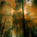 나무야 나무야 이미지