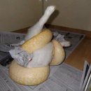 (혐오주의) 우리반 남자일찐이가 애완뱀 키우는데 따로키우는 살아있는 고양이를 던져서 뱀한테 압사당해서 먹이로 먹히는걸 찍음;; 이미지