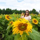 제주게스트하우스쑤기야 | 7월 제주도 여행지 :: 김경숙 해바라기 7월 9일 방문 솔직 후기♬