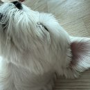 어울림치과기공소 | 8월달 일을 내가 어 떻 게 기억하냐고