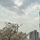 튜울립 꽃 주머니 만들기 | 수원 꽃다발 플라워 원데이클래스 핸드타이 라모플라워랩 후기