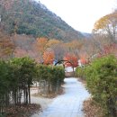 금대자동차야영장(치악산국립공원) 이미지