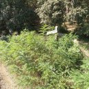 선석산 등산로 | 영암산(성주/칠곡, 784m)