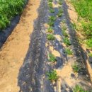 군유 농장 이미지