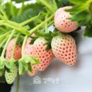 딸기 이미지