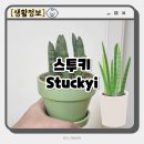 수투맘