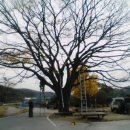 유성구청 버스정류장 이미지