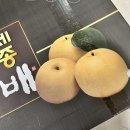 나가지농장 | 제철 과일 추천 당도 끝판왕 세종뿌나농장 신고배 아이와 먹어본 후기