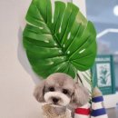 러브펫살롱 이미지