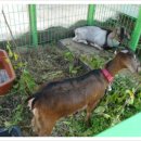 봉산농장 이미지