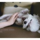 해남동물병원 이미지