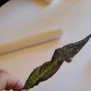 빵오레 | 2025 파리 미슐랭 ⭐⭐ 1구 Restaurant Palais Royal (Maison Ruggieri) [트렌디 퀴진]