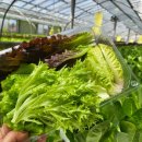 근흥농장 이미지