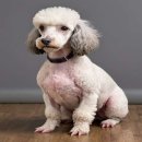 마이티그루밍 약수점 이미지