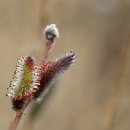 강아지 대공원 이미지