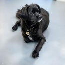 리츠펫 이시아폴리스점 이미지