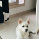 코야