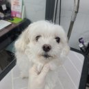 러블리애견미용실 이미지