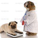 페티즈(petis) 이미지