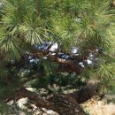 시청 소나무 이미지