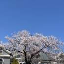 동해시립북삼도서관 | 동해 벚꽃 포토존 발한도서관 묵호성당 벚꽃 후기