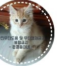 광천철희네토굴새우젓 이미지