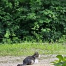 숲속다람쥐펜션 이미지